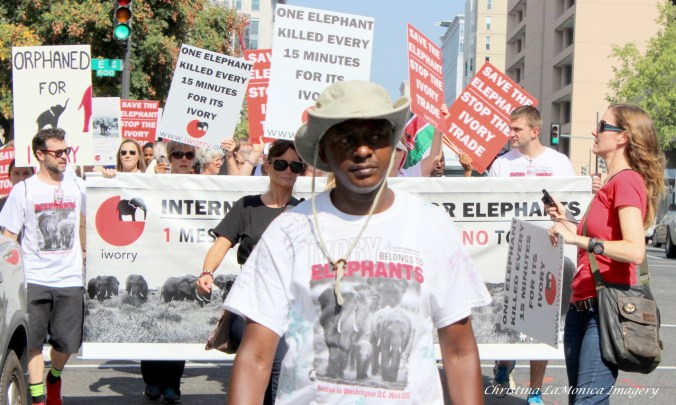 International March for Elephants, Washington, D.C.  Photo Credit; Christina LaMonica Imagery