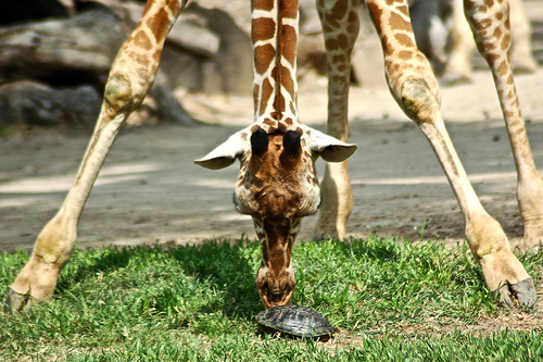 You cannot explain to a Turtle a Giraffes decision. -Bishop T.D. Jakes