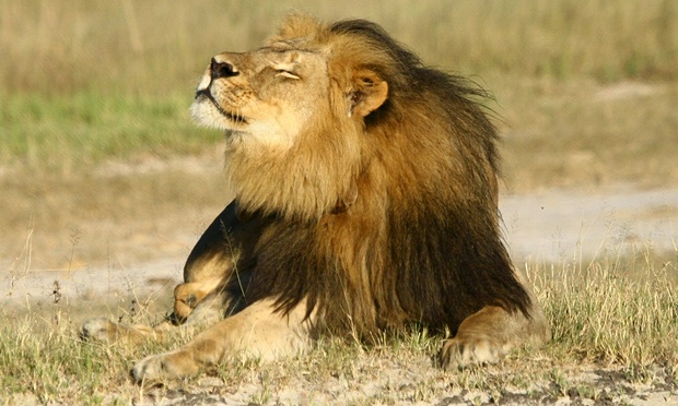 Cecil the Lion