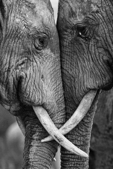 Ivory Free Connecticut