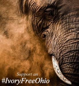 Ivory Free Ohio